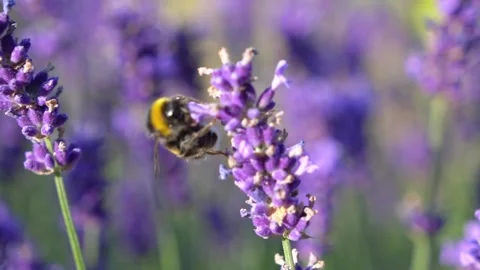 Bumblebee Hovering Around Lavender Flowers in Slow Motion English Garden Scene 3 Stock Footage 319587937