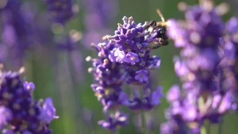 Bumblebee Hovering Around Lavender Flowers in Slow Motion English Garden Scene 9 Stock Footage 319587996