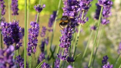 Bumblebee Hovering Around Lavender Flowers in Slow Motion, English Garden Scene Stock Footage 319588020