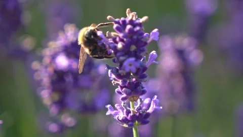 Bumblebee Hovering Around Lavender Flowers in Slow Motion English Garden Scene 8 Stock Footage 319588066