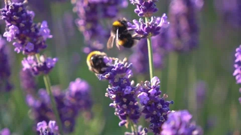 Bumblebee Hovering Around Lavender Flowers in Slow Motion English Garden Scene 7 Stock Footage 319588072