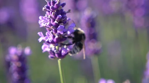 Bumblebee Hovering Around Lavender Flowers in Slow Motion English Garden Scene 6 Stock Footage 319588130
