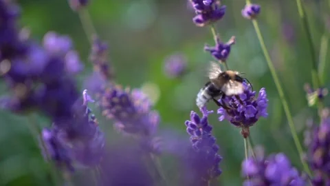 Bumblebee Hovering Around Lavender Flowers in Slow Motion English Garden Scene 5 Stock Footage 319588142