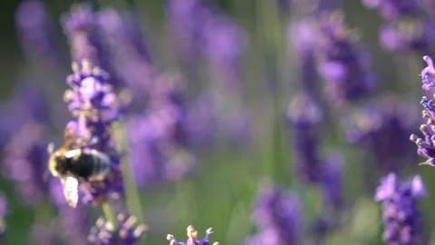 Bumblebee Hovering Around Lavender Flowers in Slow Motion English Garden Scene 4 Stock Footage 319588146