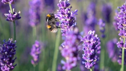 Bumblebee Hovering Around Lavender Flowers in Slow Motion, English Garden Scene Stock Footage 319657793