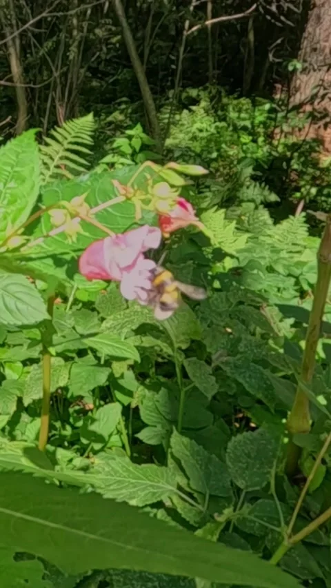 Bumblebee hovering around pink flower in forest sunlight Video stock 321241690