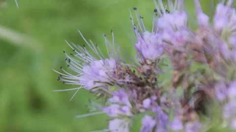 Bumblebee hovering near flower Stock Footage 93199800