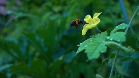 Bumblebee  Humblebees 1-1 Stock Footage 102700585
