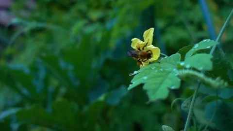 Bumblebee  Humblebees 1-2 Stock Footage 102700557