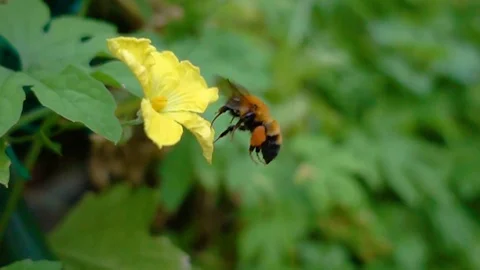 Bumblebee  Humblebees Stock Footage 87308952