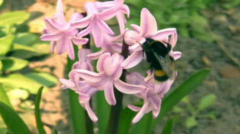 Bumblebee on hyacinth. Stock Footage 478990