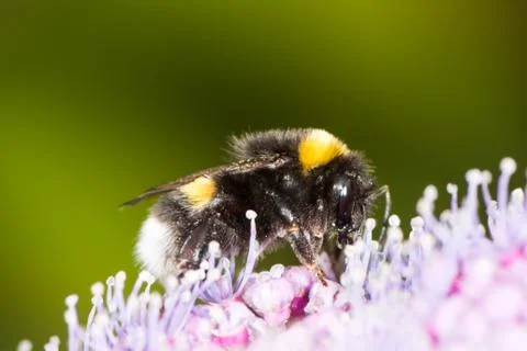 Bumblebee on a hydrangea flower Stock Photos