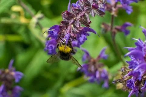 Bumblebee I Foto stock