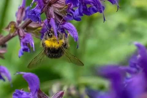 Bumblebee II Foto stock