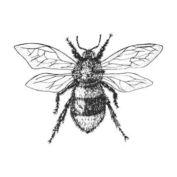 Bumblebee Insect bug beetle and bees many species in vintage old hand drawn 스톡 일러스트