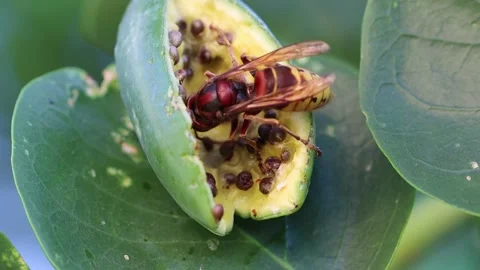 Bumblebee insect on cucunci caper seed carries seeds Stock Footage 137659325