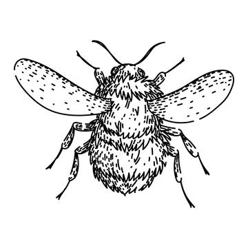 Bumblebee insect drawing line art isolated white Illustrazione stock