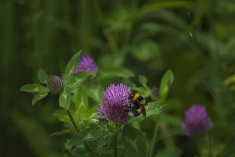 Bumblebee insect drinks nectar from a pink clover flower Stock Photos
