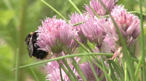 Bumblebee insect flower pink.m2t Stock Footage 7730749