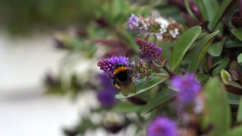 Bumblebee, insect. Stock Footage 116872362