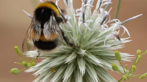 Bumblebee insect Stock Footage 158851904