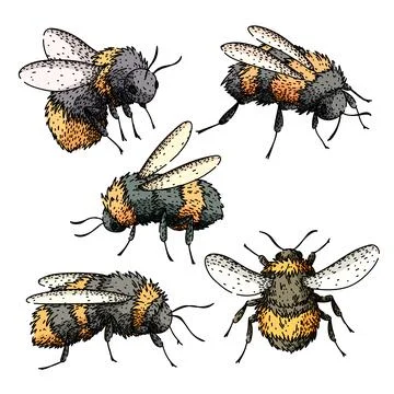 Bumblebee insect illustration set for design elements Stock Illustration