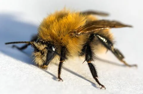 Bumblebee insect isolated on the white background Stock Photos