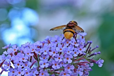 Bumblebee Insect Sucking Nectars on Flower Stock Photos