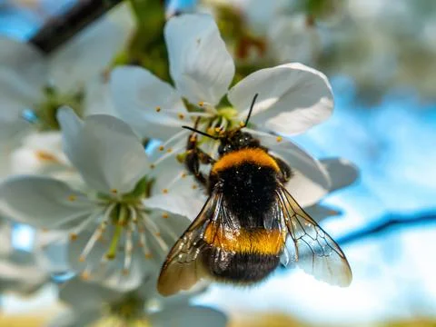 Bumblebee insect on white blooming cherry blossom. Stock Photos