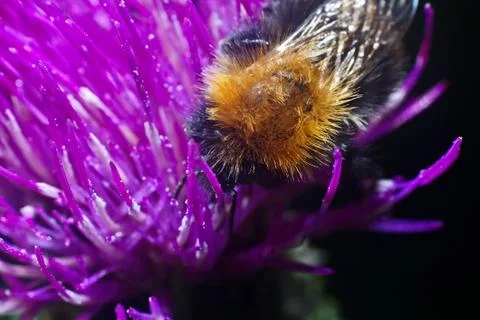 Bumblebee inside the Aster Stock Photos