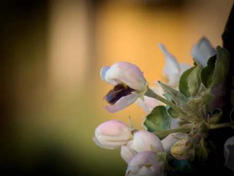 Bumblebee Inside of Flower (Apple) Stock Photos