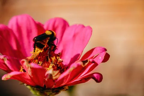 Bumblebee inside a flower Stock Photos
