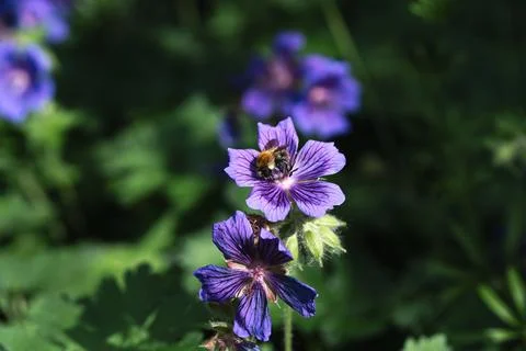 A bumblebee inside a flower Fotos Stock