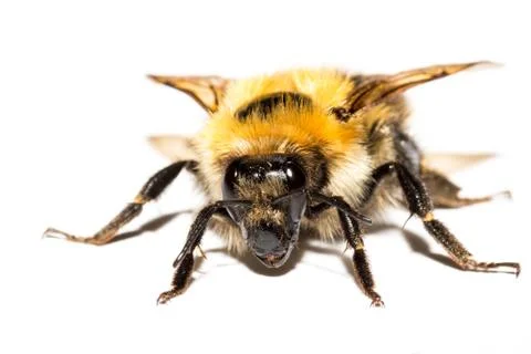 Bumblebee isolated Foto stock