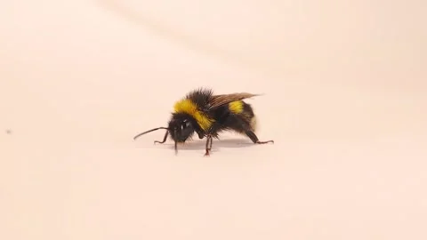 Bumblebee isolated on withe background, showing yellow black stripes detail. Stock Footage 319907215
