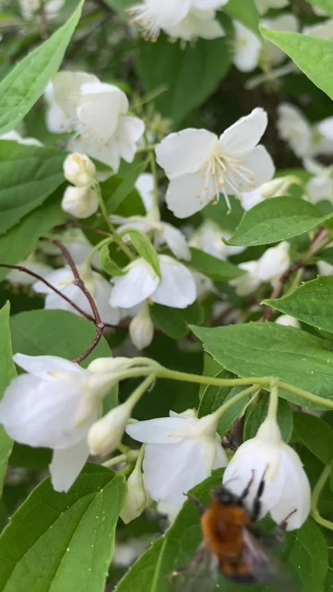 Bumblebee on jasmine flowers Stock-Footage 241296269