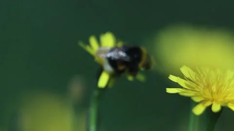 Bumblebee Jumping From Dandelion To Flower At The Meadow. Grass Close-up Stock Footage 166921800