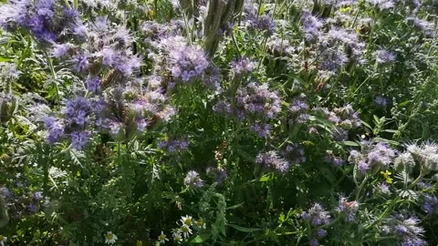 Bumblebee, Lacy Phacelia, Bumblebees Transporting Pollens in Lacy Phacelia. Video stock 138640317