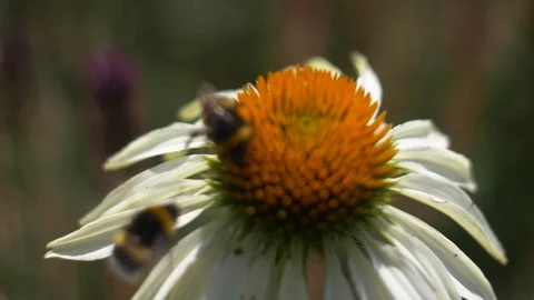 Bumblebee landing on flower with second bumblebee Stock Footage 106299717