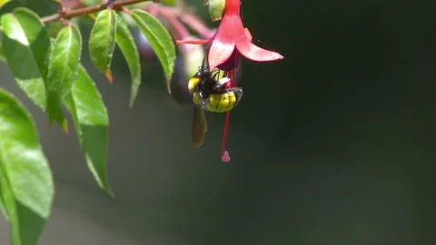 Bumblebee lands and leaves quickly fuchsia flower, Macro shot 스톡 동영상 137385662