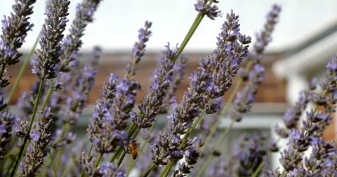 A Bumblebee Lands on a Bouncing Lavender Sprig Stock Footage 113150592