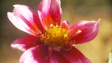 Bumblebee lands on dahlia  Stock Footage 546796