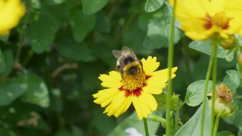 Bumblebee lands gently on bright yellow flower. It collects nectar from flower Stock Footage 345257345
