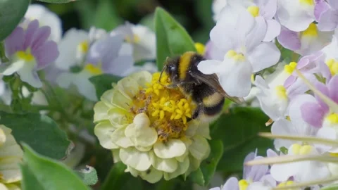 Bumblebee lands softly on a yellow center flower. White petals surround the Stock Footage 345257592