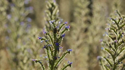 Bumblebee lands on Viper's Bugloss weed in meadow backlit at sunset 스톡 동영상 340499111
