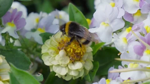 Bumblebee lands on yellow center of white flower. Flowers bloom in soft pastel Stock Footage 345255170