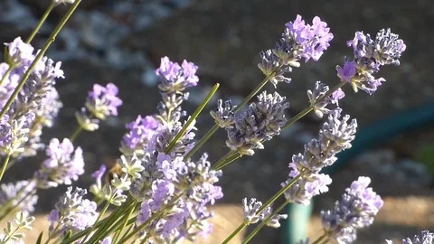Bumblebee on lavender 00012 Stock Footage 91870074
