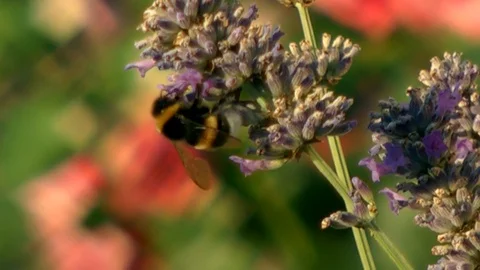 Bumblebee on lavender 1 Видео 87373565