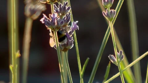 Bumblebee on lavender 2 Stock Footage 87373111