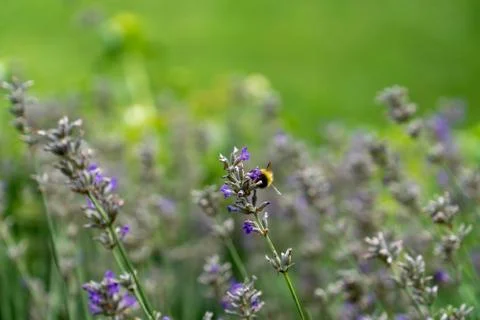 Bumblebee on a lavender blossom Stock Photos
